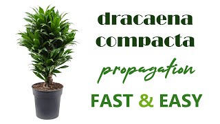 Dracaena compacta propagation |  8 months results | house plants and indoor gard
