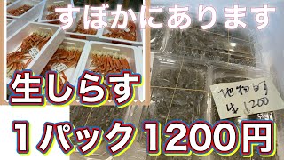 『生しらす1パック1200円』#激安  #魚屋　#相木魚問屋　7/2/11