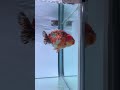 「フィッシュマスターオ」金魚 goldfish 美しい金魚 aquarium 美しい金魚 金魚のフン fish 金魚のフン 中国金魚 koi