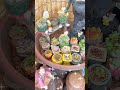 다육이정보 햇빛이 부족한 곳에서 자라는 다육식물 장윤정 사랑아 shorts succulentplants