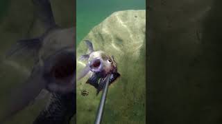 tilpaia_spearfishing