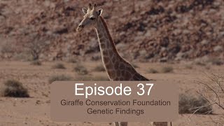 GCF Namibia Giraffe Translocation: Genetic Sampling - Ultimate Safaris Covid Chronicles Episode 37