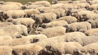 Herd of Sheep - Flock of New Zealand sheep