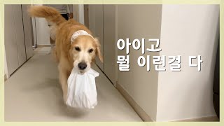 Retriever would run at the door and greets his owner if he brings a bag of roasted chestnut