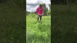 ตัดหญ้าสวนทุเรียน Mowing the weeds in Durian garden