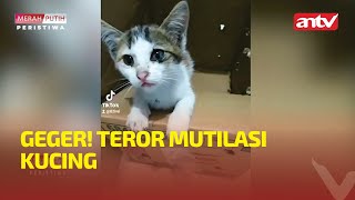 GEGER! TEROR MUTILASI KUCING