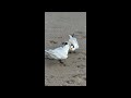 2024 1231 royal terns at hillsboro beach florida usa