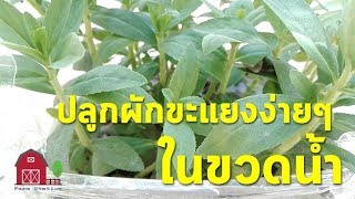 วิธีปลูกผักขะแยงง่ายๆ ในขวดน้ำ (Grow Finger Grass \