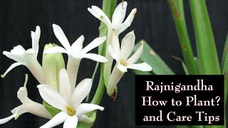 Rajnigandha/Tuberose /How to Plant and Care Tips with Full Update