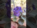 Inner Strength Standard African Violet in Natural Light #plant #houseplant #africanviolet