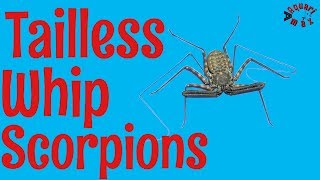 Tailless Whip Scorpions - Damon diadema