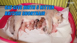 Cat Giving Birth to 5 Kittens With  Different Color Golden (ENG SUB)