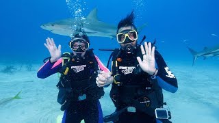 Shark Diving Underwater Proposal / Engagement - 4K