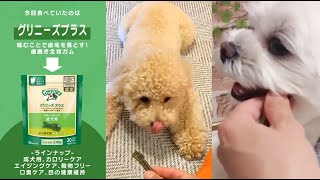 ★ペット用★【オススメ】歯磨きおやつは！Greenies♪＼愛犬用デンタルケアガム＊グリニーズ／