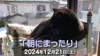 我が家の猫たち「朝にまったり」2024年12月21日(土) \