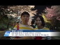 tbstv 경마공원 벚꽃이 빛나는 밤에