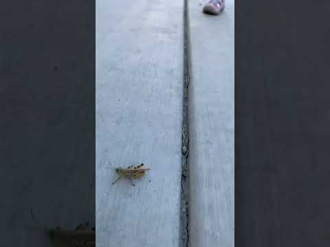 Grasshopper Shorts Youtube