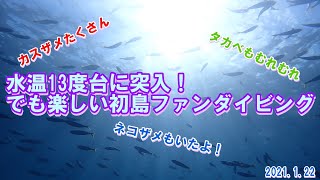 水温13度台に突入！でも楽しい初島ファンダイビング20220122