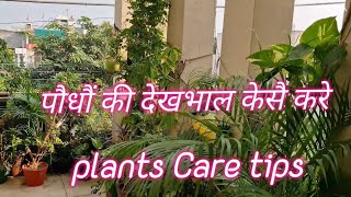 पौधौं की देखभाल केसै करे||plants Care tips||terracegarden ||youtubevideo ||