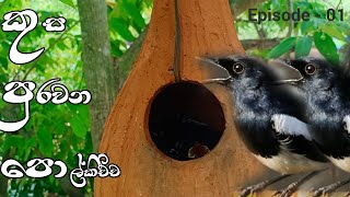 Birds feeding on children | කුස පුරවන පොල් කිච්චන් පව්ල | Oriental Magpie Robin (Copsychus saularis)