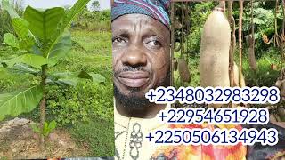 ÌWULO EWE SAPO, +2348032983298, +22954651928, +2250506134943