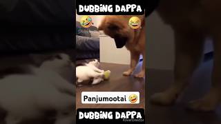 Panjumootai 🤣 #funny #shorts #cat #dog #shortsfeed #cats #catlover #dogs #doglover #funnyanimals