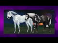 Every Magic Horse In Star Stable! 🔮🦄  Star Stable Online