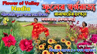 Valley of Flowers || Ranaghat Chapra Flower Village || ফুলের স্বর্গরাজ্য || Khirai