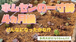 【多肉植物】【ガーデニング】一寸鉢の４ヵ月後‼️    多肉大好き！なりちゃんパパ　多肉奮闘記その144