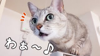 ついにたくさん喋るようになったご機嫌猫マロちゃん