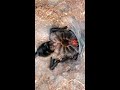 tarantula molting timelapse monocentropus balfouri