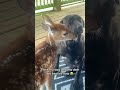 cuteness overload dog makes a new best friend