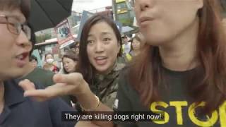 DOG WAR trailer: Combat Vets Fight to End Dog Meat Trade