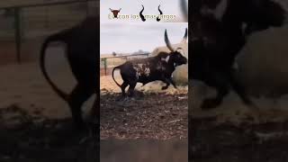 El torro con los cuernos mas largos #torro #bull #bullvideos #animales #vidasalvaje