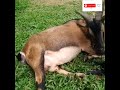 ആടിൻ്റെ പ്രസവം goat birth ഗർഭകാല പരിചരണം