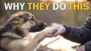 Why Do German Shepherds Put Their Paw on You? 🐾 It’s Not What You Think!