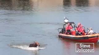 Un orignal en cavale donne du fil à retordre dans le port de Québec.