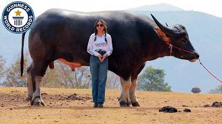 King Kong: Tallest Water Buffalo - Guinness World Records