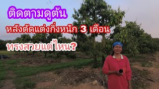 JN-EP61 ดูการผลิใบแปลงทุเรียน ต้นคู่ หลังตัดแต่งกิ่งอย่างหนัก  3 เดือน มาดูสิว่า ทรงพุ่มเป็นอย่างไร?