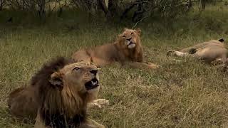 Male Lion Roaring with his Sons | Mohawk Avoca \u0026 Nkuhuma Boys | Sabisands | 28 February 2024