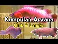 Arwana Golden Red - Super Red yang Unik & Langka