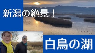 新潟・福島潟は最高の「白鳥の湖」でした！【早朝の飛び立ちシーン満載です】