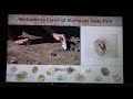 here are the latest diamond finds at the crater of diamonds state park including a 7.48 carat brown