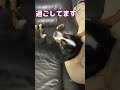 超大型犬king７歳リンパ腫との戦い。今日も幸せ 超大型犬 shorts