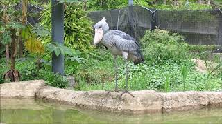 shoebill、ドジョウを捕食するまで、その１＠のいち動物公園ハシビロコウ