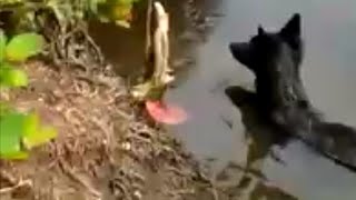 CROCODILE ATTACKS DOG IN SRI-LANKA