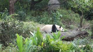 20181215 台北動物園 大貓熊圓仔戶外場活動1