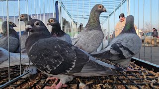 Gołębie pigeons targ JEDLIŃSK Andrzej W. 9.02.2025 cz.5/5💥Gołębie jasne i wyszwance Andrzeja Radom💥