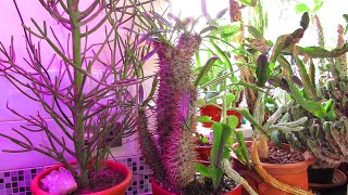 Pachypodium Update from my 'How To Prune dead Growth from the top of Cacti \u0026 Succulents' video