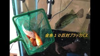 ブラックバスが金魚１０匹を捕食